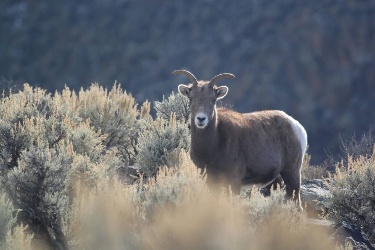 About Bighorn Sheep Texas Bighorn Society