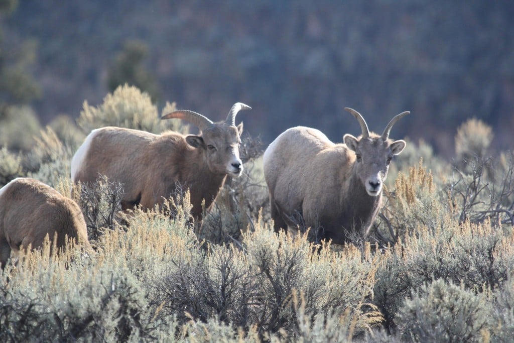 About Bighorn Sheep Texas Bighorn Society