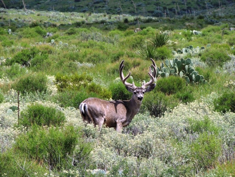 Home - Texas Bighorn Society