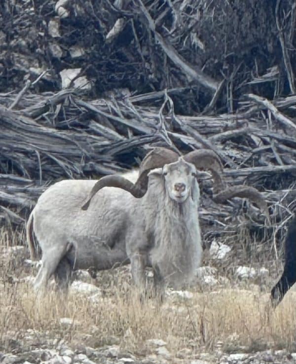 Texas Dall Sheep Hunt